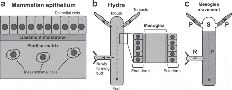 Dynamic movement and turnover of extracellular matrices during tissue development and maintenance.