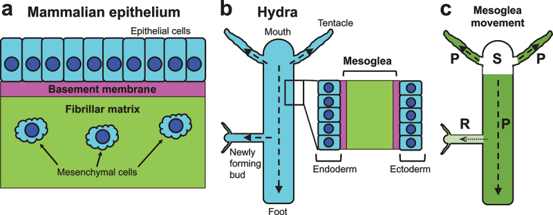 Dynamic movement and turnover of extracellular matrices during tissue development and maintenance.