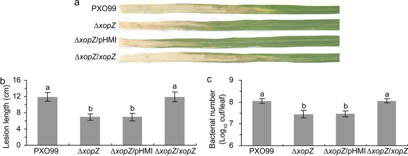 XopZ and ORP1C cooperate to regulate the virulence of <i>Xanthomonas oryzae</i> pv. <i>oryzae</i> on Nipponbare.