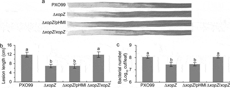 XopZ and ORP1C cooperate to regulate the virulence of <i>Xanthomonas oryzae</i> pv. <i>oryzae</i> on Nipponbare.