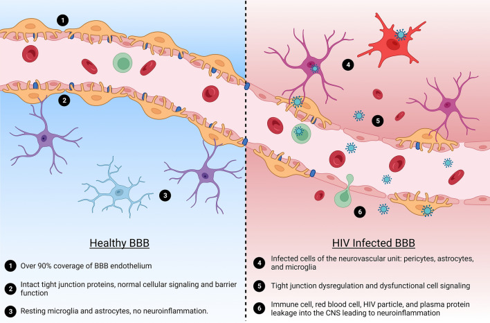 Pericyte infection by HIV-1: a fatal attraction.