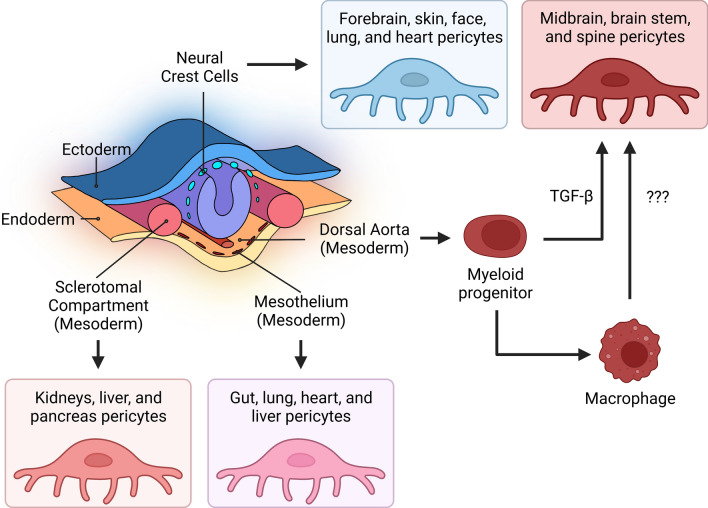 Pericyte infection by HIV-1: a fatal attraction.