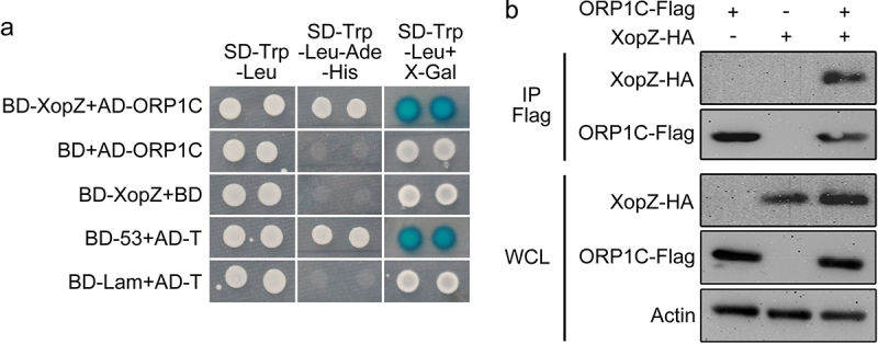 XopZ and ORP1C cooperate to regulate the virulence of <i>Xanthomonas oryzae</i> pv. <i>oryzae</i> on Nipponbare.