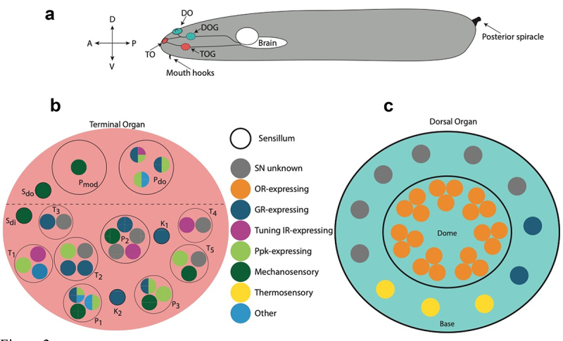 The chemosensory system of the <i>Drosophila</i> larva: an overview of current understanding.