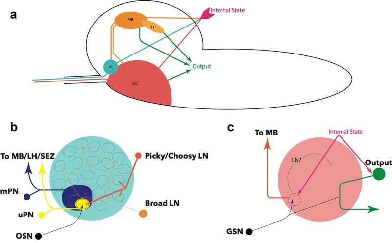 The chemosensory system of the <i>Drosophila</i> larva: an overview of current understanding.