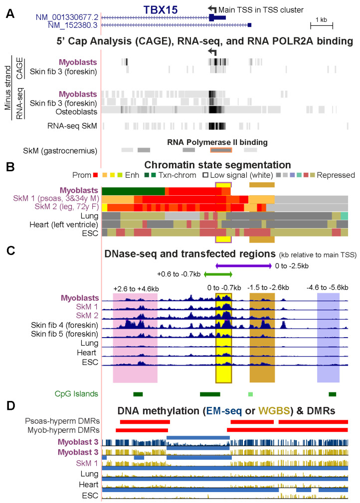 Promoter-Adjacent DNA Hypermethylation Can Downmodulate Gene Expression: <i>TBX15</i> in the Muscle Lineage.