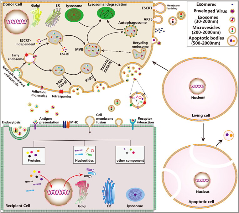 Extracellular vesicles: emerging anti-cancer drugs and advanced functionalization platforms for cancer therapy.