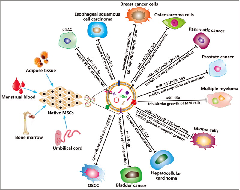 Extracellular vesicles: emerging anti-cancer drugs and advanced functionalization platforms for cancer therapy.