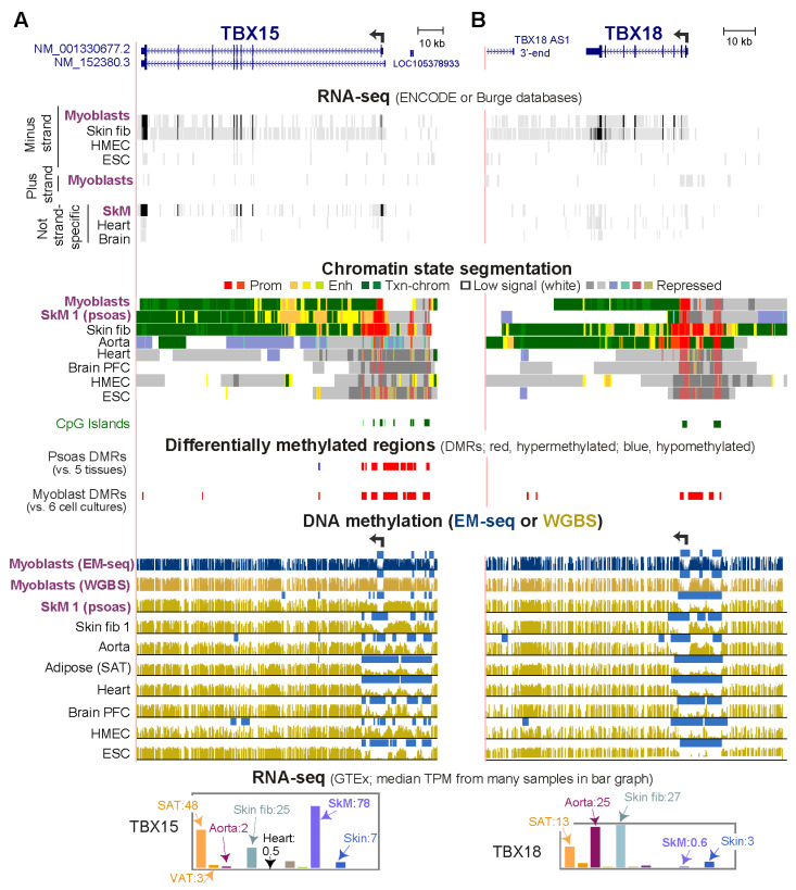 Promoter-Adjacent DNA Hypermethylation Can Downmodulate Gene Expression: <i>TBX15</i> in the Muscle Lineage.