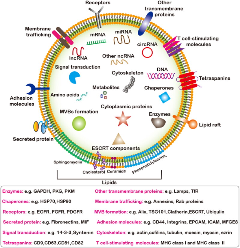 Extracellular vesicles: emerging anti-cancer drugs and advanced functionalization platforms for cancer therapy.