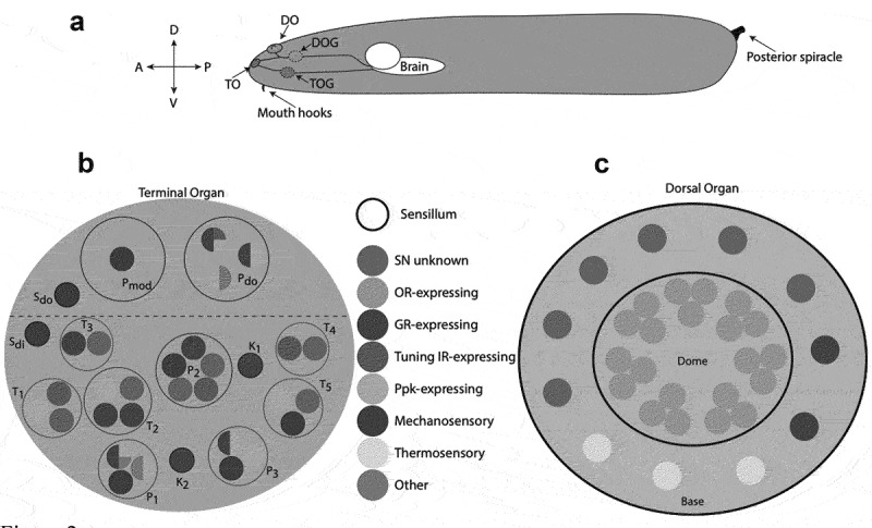 The chemosensory system of the <i>Drosophila</i> larva: an overview of current understanding.