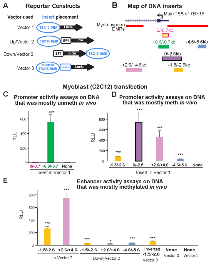 Promoter-Adjacent DNA Hypermethylation Can Downmodulate Gene Expression: <i>TBX15</i> in the Muscle Lineage.