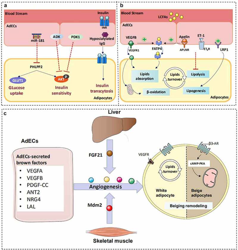 Adipose endothelial cells mastering adipose tissues metabolic fate.