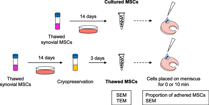 Comparison of adhesion of thawed and cultured synovial mesenchymal stem cells to the porcine meniscus and the relevance of cell surface microspikes.