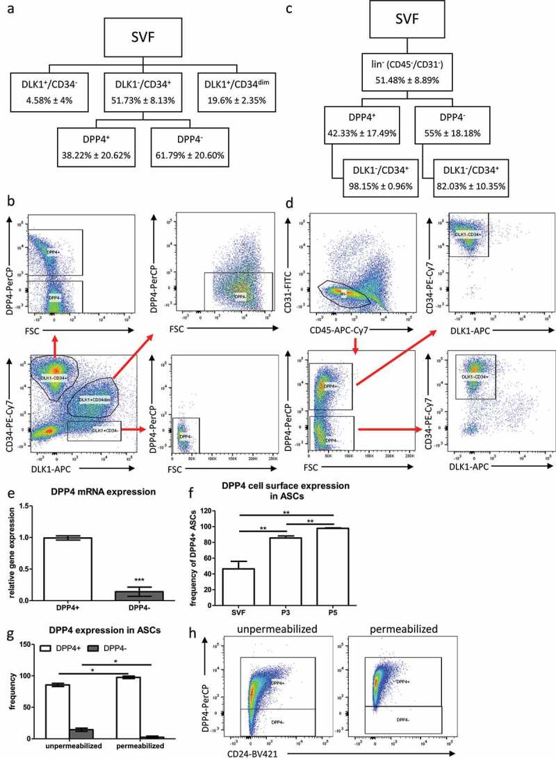 Dipeptidyl peptidase-4 cell surface expression marks an abundant adipose stem/progenitor cell population with high stemness in human white adipose tissue.