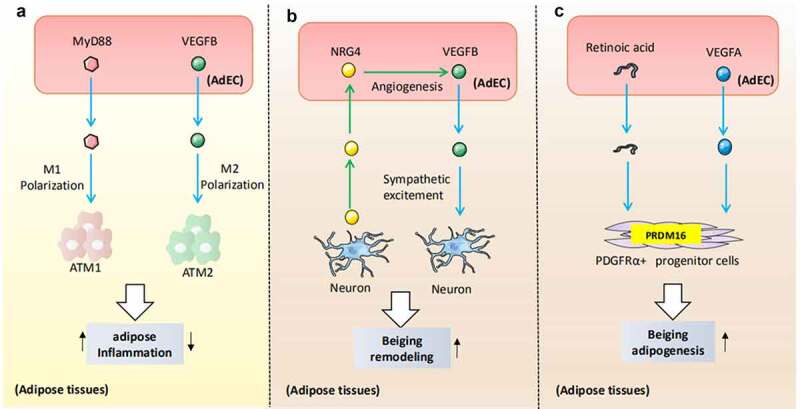 Adipose endothelial cells mastering adipose tissues metabolic fate.