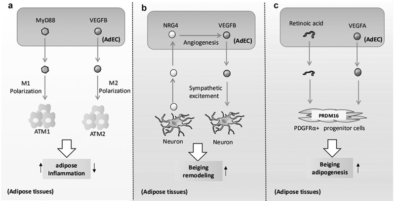 Adipose endothelial cells mastering adipose tissues metabolic fate.