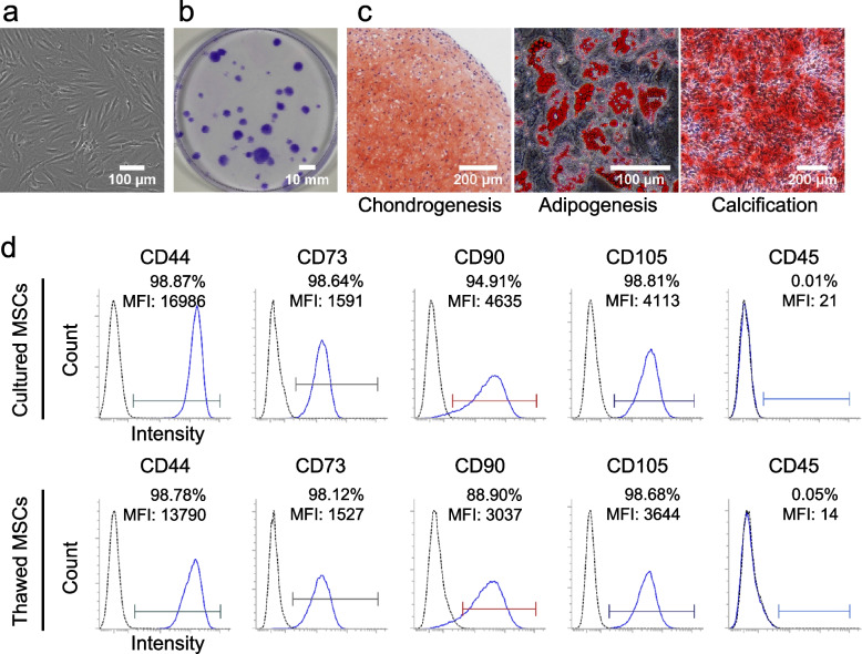 Comparison of adhesion of thawed and cultured synovial mesenchymal stem cells to the porcine meniscus and the relevance of cell surface microspikes.