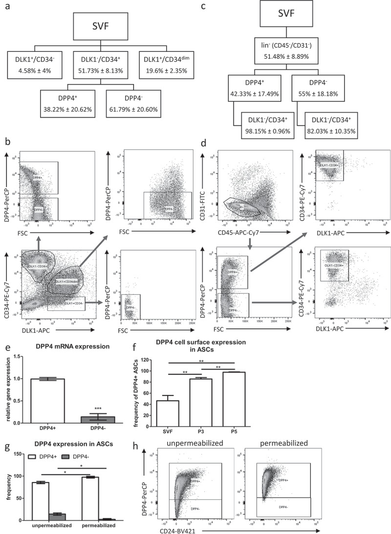 Dipeptidyl peptidase-4 cell surface expression marks an abundant adipose stem/progenitor cell population with high stemness in human white adipose tissue.