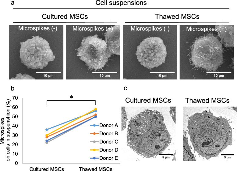 Comparison of adhesion of thawed and cultured synovial mesenchymal stem cells to the porcine meniscus and the relevance of cell surface microspikes.