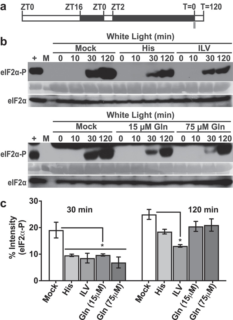 Modulation of GCN2 activity under excess light stress by osmoprotectants and amino acids.