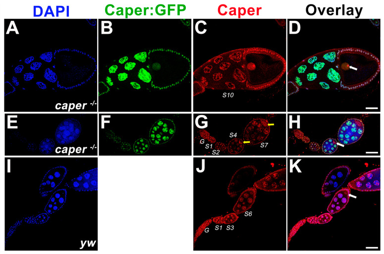 Roles for the RNA-Binding Protein Caper in Reproductive Output in <i>Drosophila melanogaster</i>.