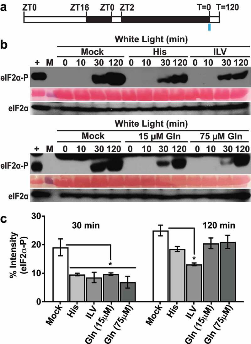 Modulation of GCN2 activity under excess light stress by osmoprotectants and amino acids.