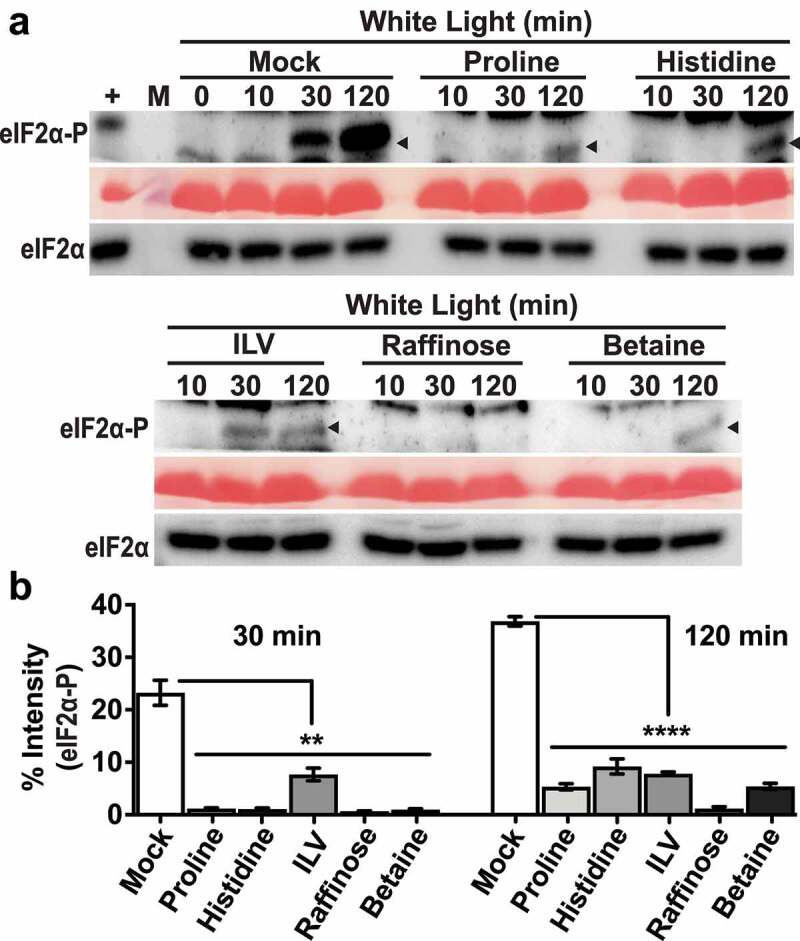 Modulation of GCN2 activity under excess light stress by osmoprotectants and amino acids.