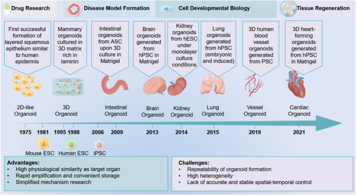 Stem cells for organoids.