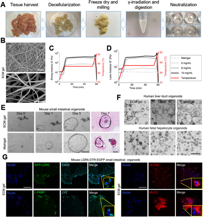 Stem cells for organoids.