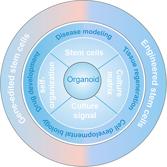 Stem cells for organoids.