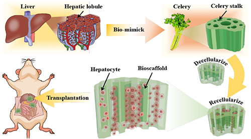 Celery-derived scaffolds with liver lobule-mimicking structures for tissue engineering transplantation.