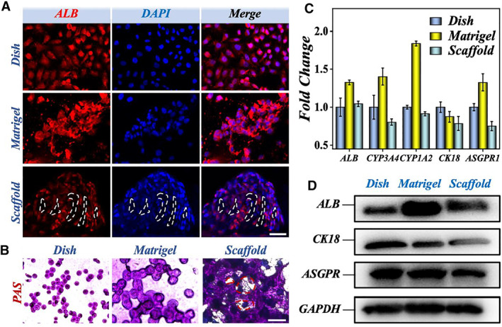Celery-derived scaffolds with liver lobule-mimicking structures for tissue engineering transplantation.