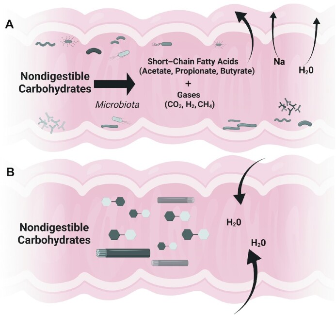 Perspective: Assessing Tolerance to Nondigestible Carbohydrate Consumption.