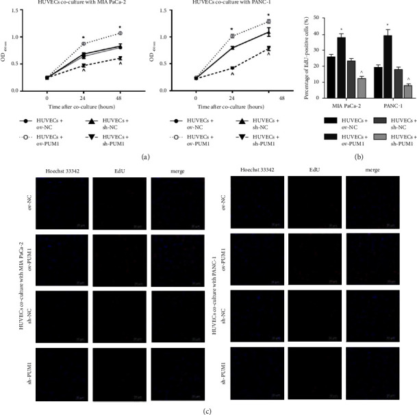 Pumilio RNA-Binding Family Member 1 Plays a Promoting Role on Pancreatic Cancer Angiogenesis.