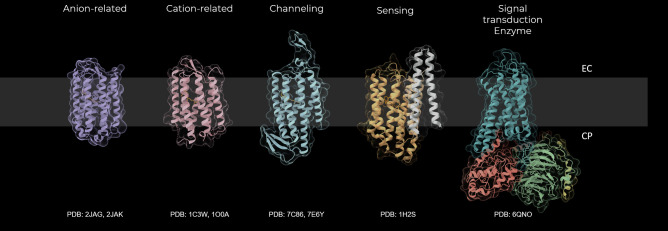 From activation dynamics to functional diversity of retinal proteins: Report for the session 3 at the 19<sup>th</sup> International Conference on Retinal Proteins.