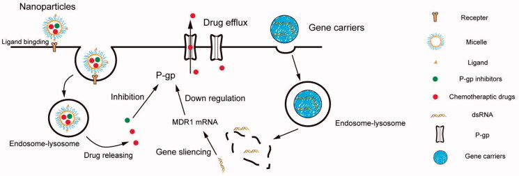 Recent advances in anti-multidrug resistance for nano-drug delivery system.