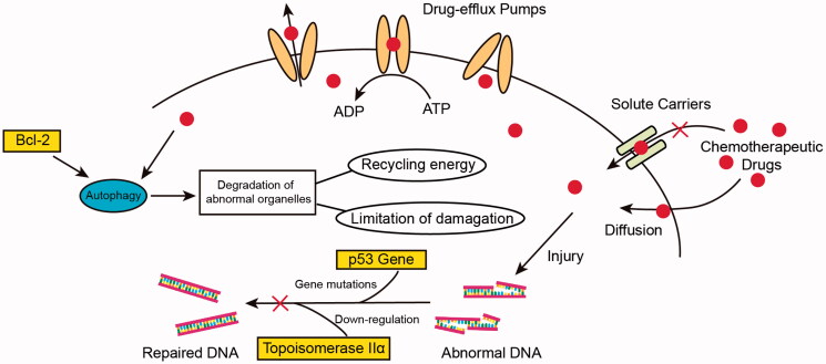Recent advances in anti-multidrug resistance for nano-drug delivery system.