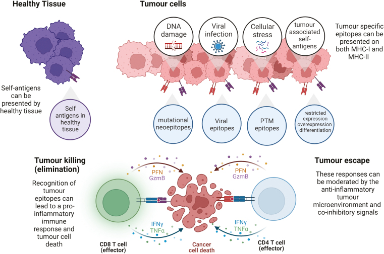 What do cancer-specific T cells 'see'?