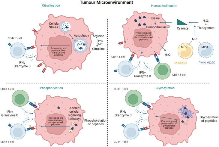 What do cancer-specific T cells 'see'?