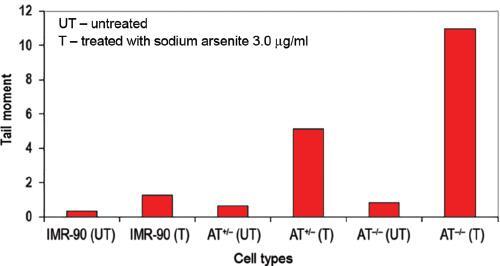 Oxidative Damage Induced Telomere Mediated Genomic Instability in Cells from Ataxia Telangiectasia Patients.