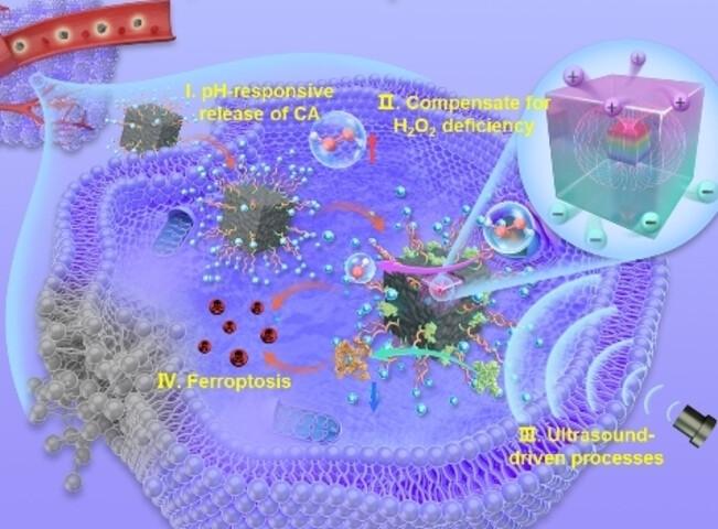 A Molybdenum Disulfide Nanozyme with Charge-Enhanced Activity for Ultrasound-Mediated Cascade-Catalytic Tumor Ferroptosis