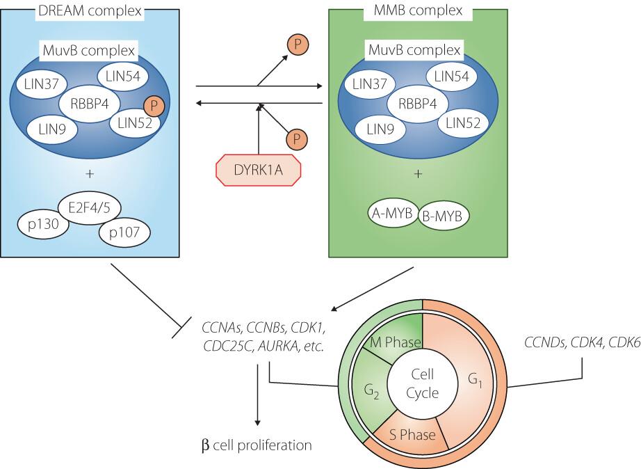 Promoting pancreatic β cell proliferation: A powerful key for realizing regenerative therapy for diabetes