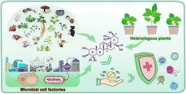 Natural products of pentacyclic triterpenoids: from discovery to heterologous biosynthesis