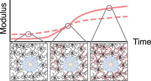 Gelation Dynamics during Photo-Cross-Linking of Polymer Nanocomposite Hydrogels