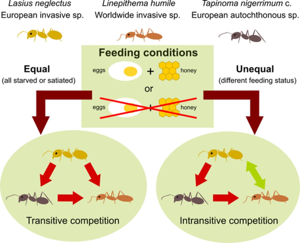 Effects of starvation on the fighting ability of invasive and autochthonous ants