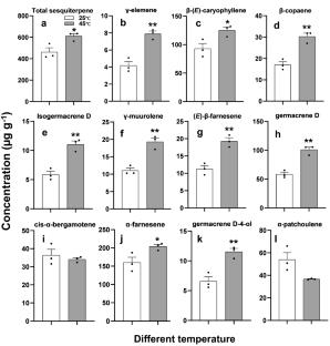 Heat-stress induced sesquiterpenes of Chrysanthemum nankingense attract herbivores but repel herbivore feeding