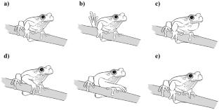 First report of visual displays in the Neotropical treefrog Dendropsophus carnifex