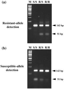 Multiplex PCR-based molecular diagnostic method to detect cyantraniliprole-resistant I4790K mutation in the diamondback moth, Plutella xylostella (Lepidoptera: Plutellidae)