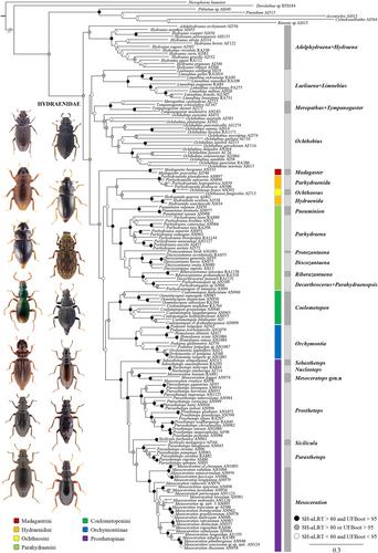 Minute moss beetles in the Southern Hemisphere: Molecular phylogeny, historical biogeography and habitat shifts (Coleoptera: Hydraenidae)